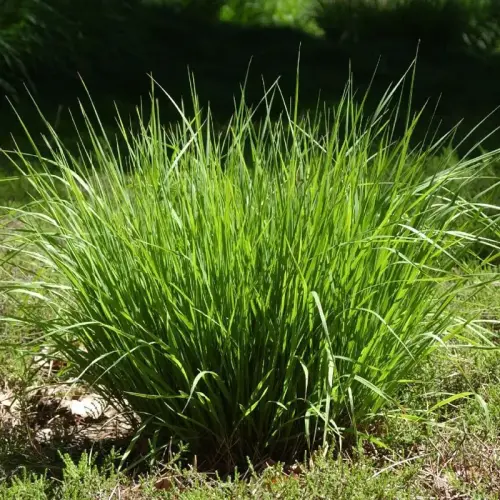 Pfeifengras, grün