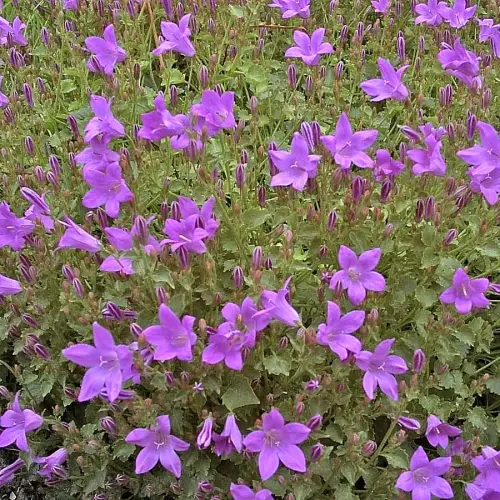 Hängepolster-Glockenblume