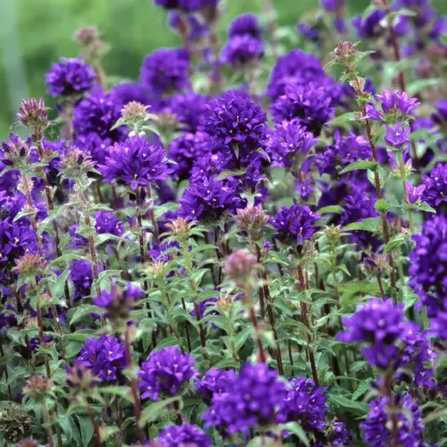 Knäuel-Glockenblume