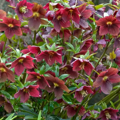 Christrose, überwiegend rot