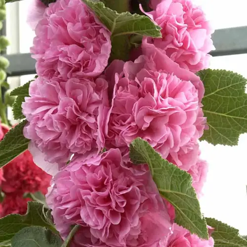 Stockrose, gefüllt, rosa