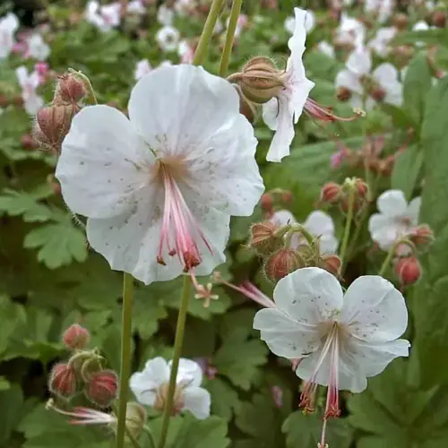 Cambridge-Storchschnabel, zartrosa