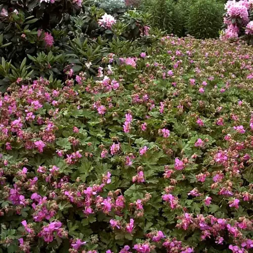 Cambridge-Storchschnabel, rosarot