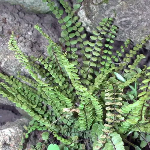 Milzfarn, Streifenfarn