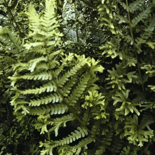 Königs-Goldschuppen-Farn