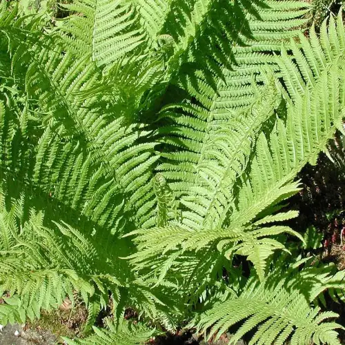 Straußfarn, Trichterfarn