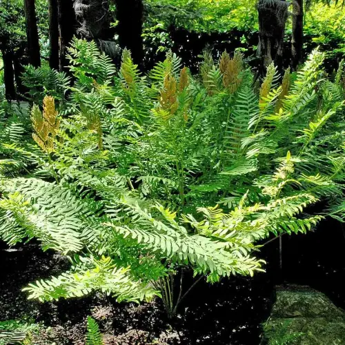 Königsfarn, Wildform