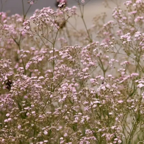 Schleierkraut, gefüllt, rosa
