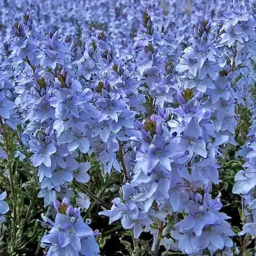 Niederliegender Ehrenpreis