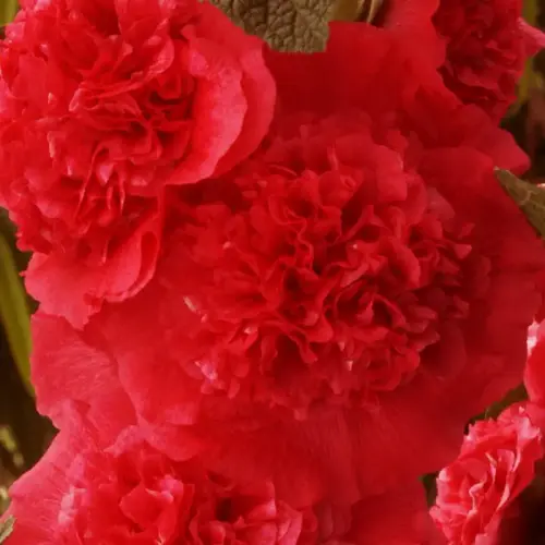 Stockrose, gefüllt, purpur