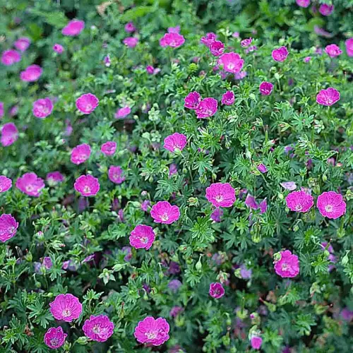 Blut-Storchschnabel, rot