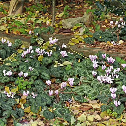 Mini-Alpenveilchen, rosa