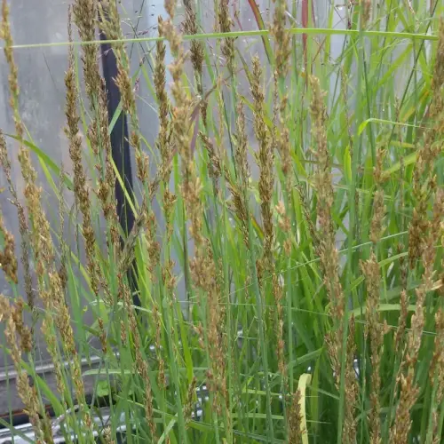 Pfeifengras, schwarzbraun