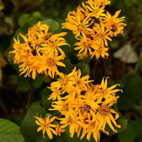 Rundblatt-Kreuzkraut