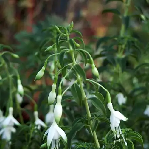 Freiland-Fuchsie, weiß