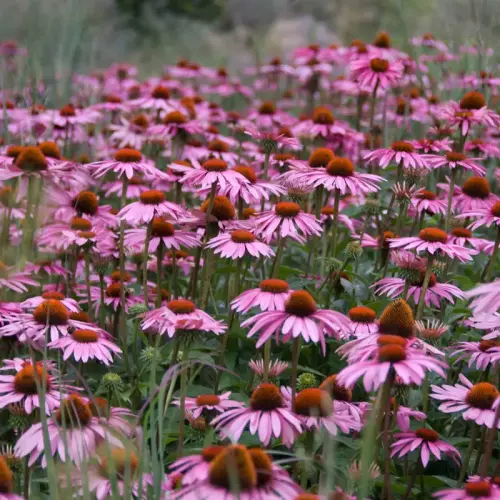 Sonnenhut, purpurrot