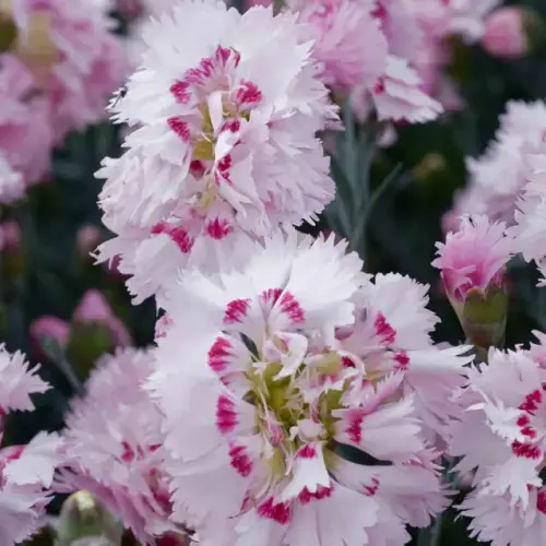 Feder-Nelke, weiß-rot