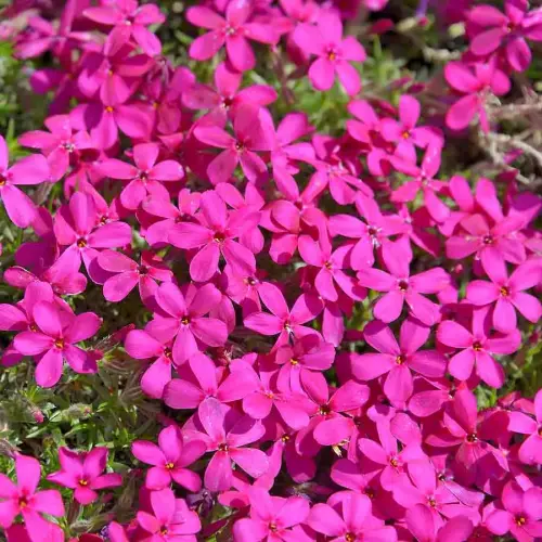 Teppich-Phlox, karminrot