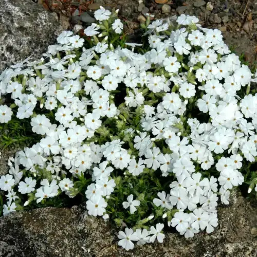 Teppich-Phlox, weiß