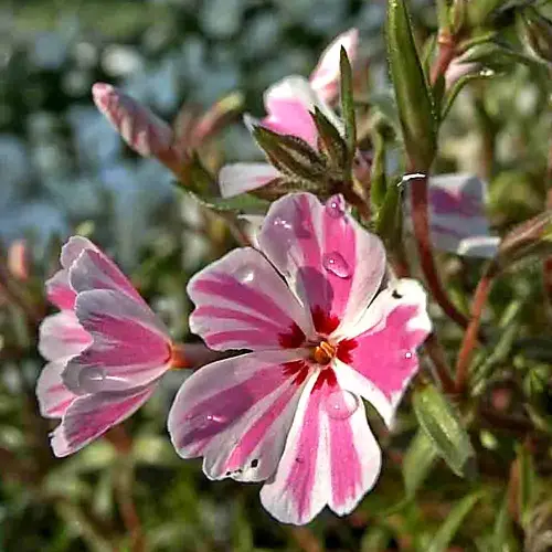 Teppich-Phlox, rosa-weiß