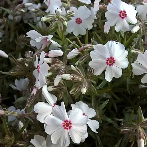 Teppich-Phlox, weiß-rot