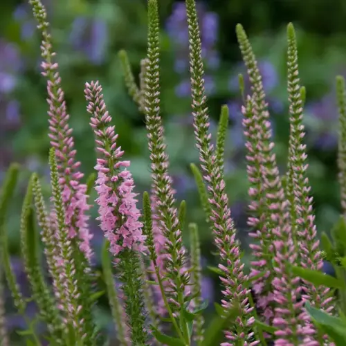 Kandelaber-Ehrenpreis, rosa