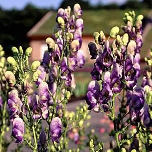 Sommer-Eisenhut, blau-weiß