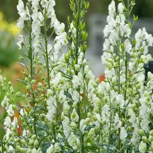 Sommer-Eisenhut, weiss