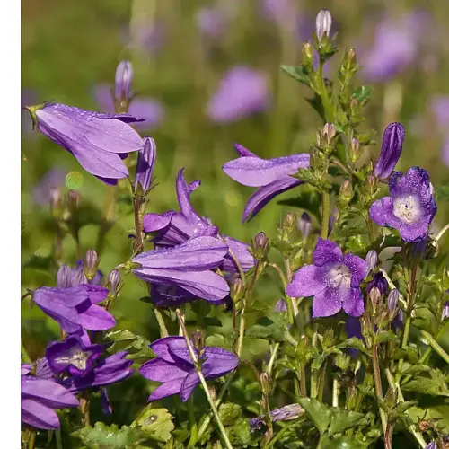 Dalmatiner-Glockenblume