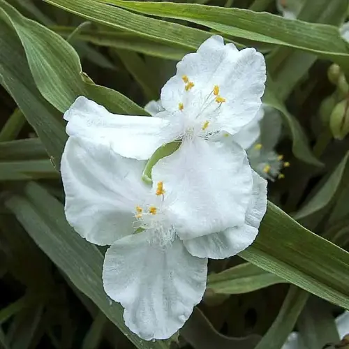 Dreimasterblume, weiß