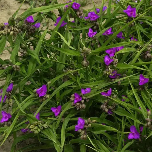 Dreimasterblume, rot