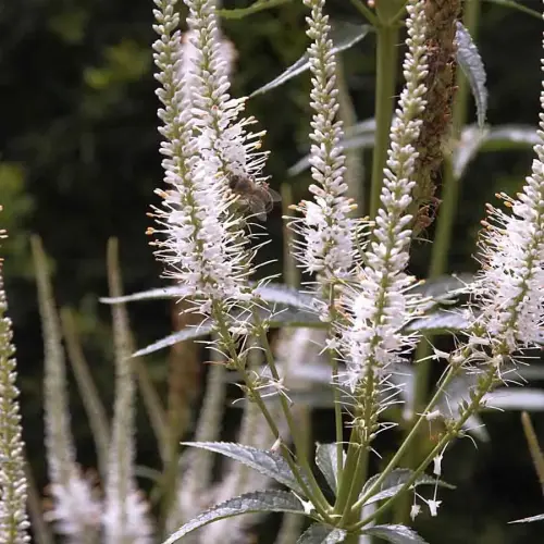 Kandelaber-Ehrenpreis, weiß