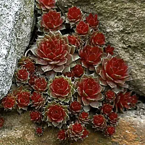 Hauswurz, Dachwurz, rot