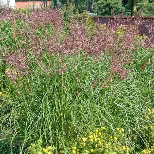 Chinaschilf, rotsilbern