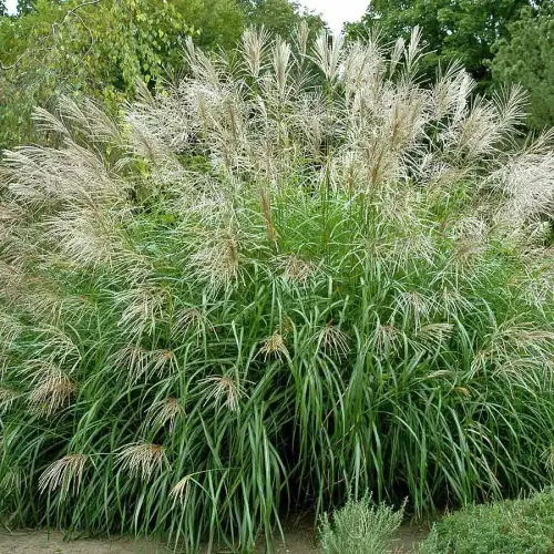 Chinaschilf, silbern