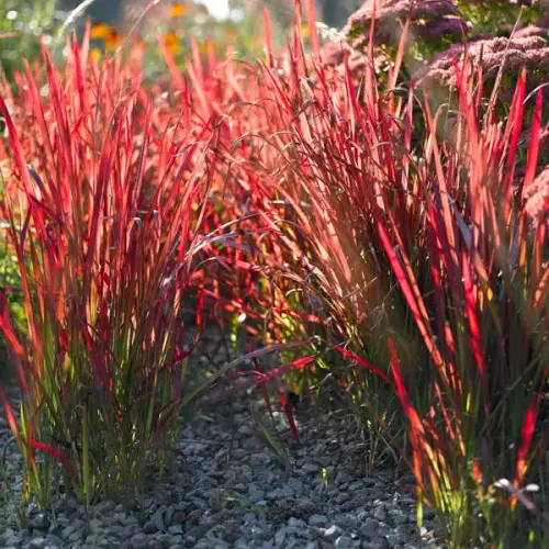 Japanisches Blutgras