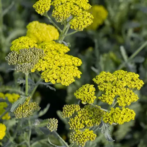 Schafgarbe, hellgelb