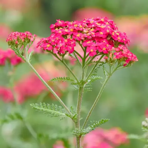 Schafgarbe, ziegelrot