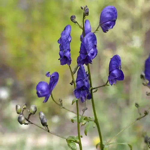 Eisenhut, dunkelviolett