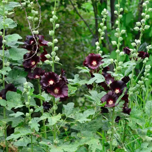 Stockrose einfach, schwarzpurpur