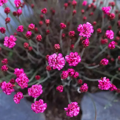 Grasnelke, rot, rotlaubig