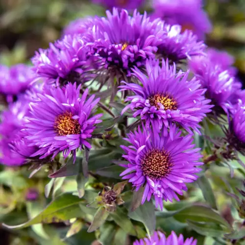 Rauhblatt-Aster, purpur, halbgefüllt