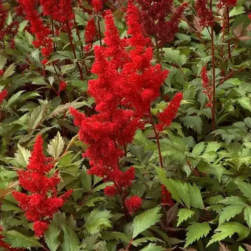 Prachtspiere, granatrot