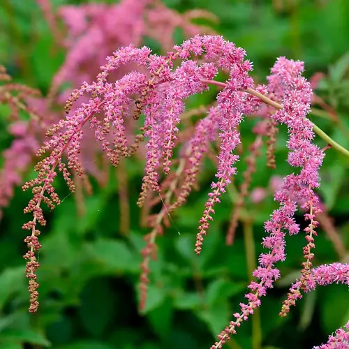 Prachtspiere, lachsrosa