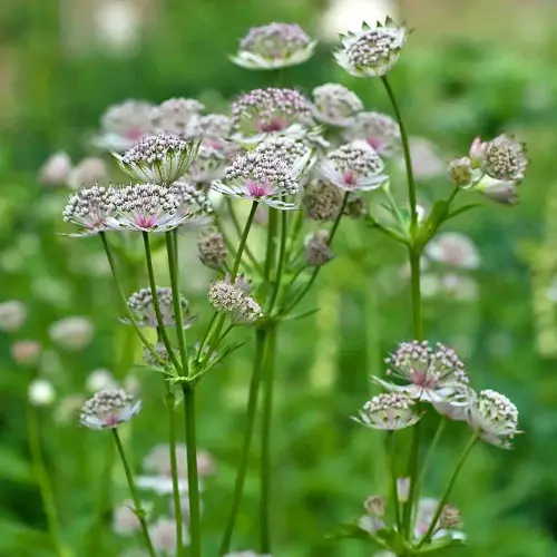 Sterndolde, weiß-rosa