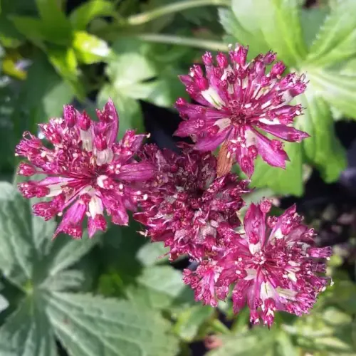 Sterndolde, tiefdunkelrot