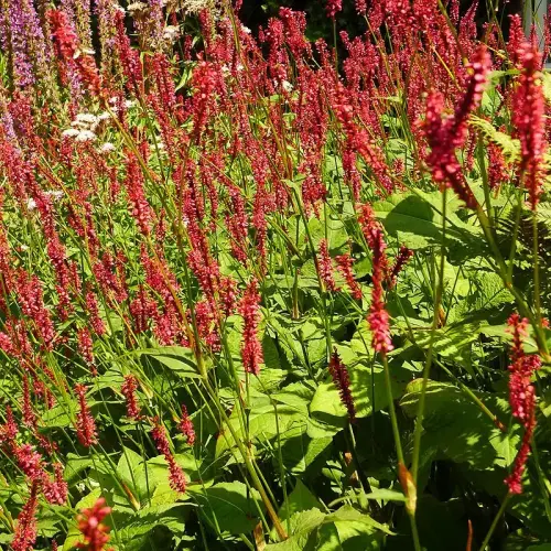 Knöterich, scharlachrot