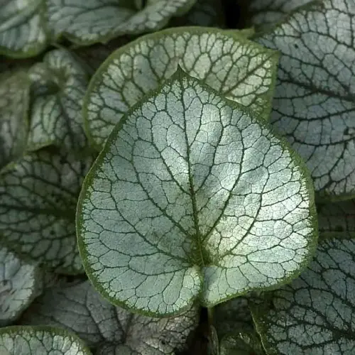 Kaukasus-Vergissmeinnicht, silberlaubig