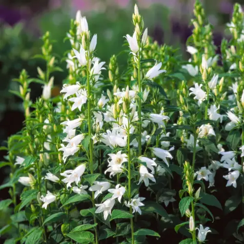 Wald-Glockenblume, weiß
