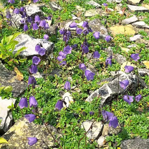 Glockenblume, dunkelblau